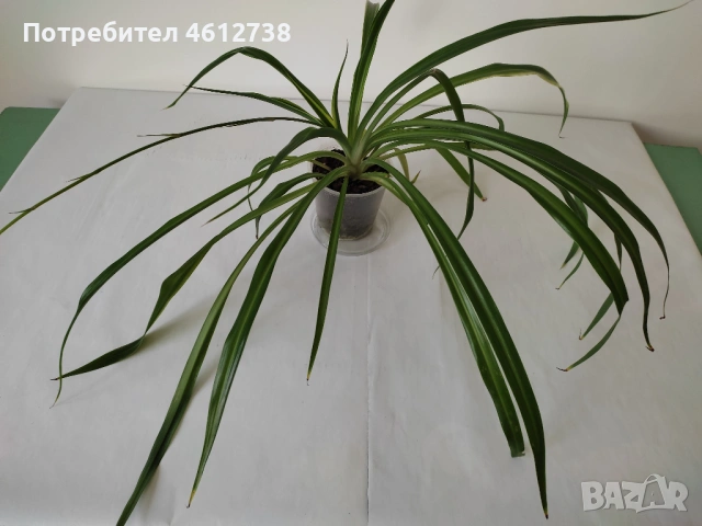 Алое Вера,сциндапсус,драцена,традесканция и хлорофитум, снимка 5 - Стайни растения - 53375558