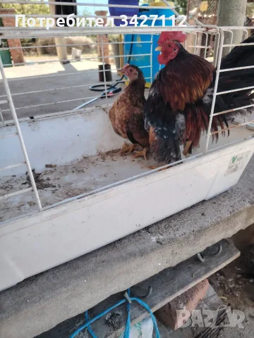 Двойка млади серами 