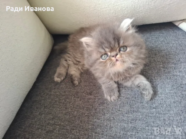 Персийско коте, родено на 23.05.26г., снимка 4 - Персийска - 55676959