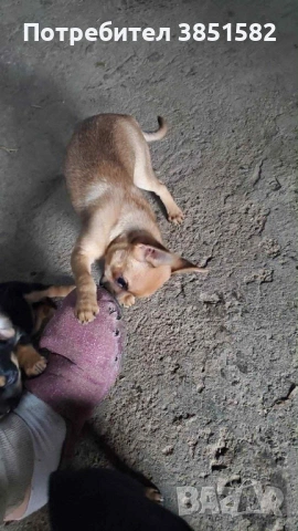 Чихо-пинчер, снимка 6 - Пинчер - 53187817