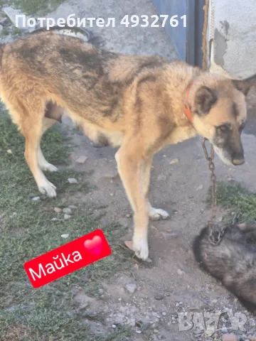 Продавам 3 мъжки 3 женски много добри кученца за двор да ви пазият , снимка 8 - Други - 56180976