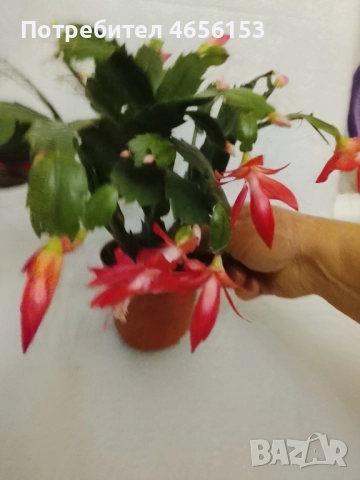 КОЛЕДНИЧЕ, снимка 2 - Стайни растения - 52717366