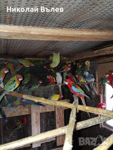 Розели и пенанти, снимка 3 - Папагали - 52582207