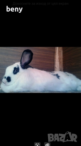 Продавам зайци за разплод и за клане, снимка 3 - Други - 52875292