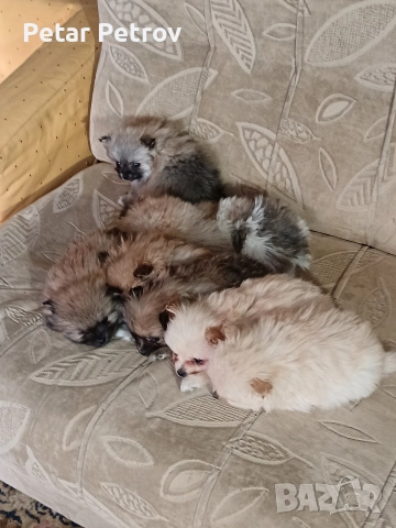 Мини шпиц , снимка 14 - Шпиц - 52816516