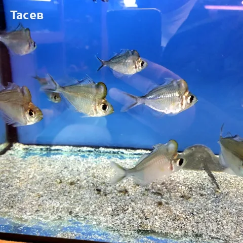 Стъклен гърбат костур 5-6см