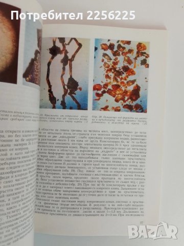 Калояновото погребение, снимка 3 - Специализирана литература - 51089524