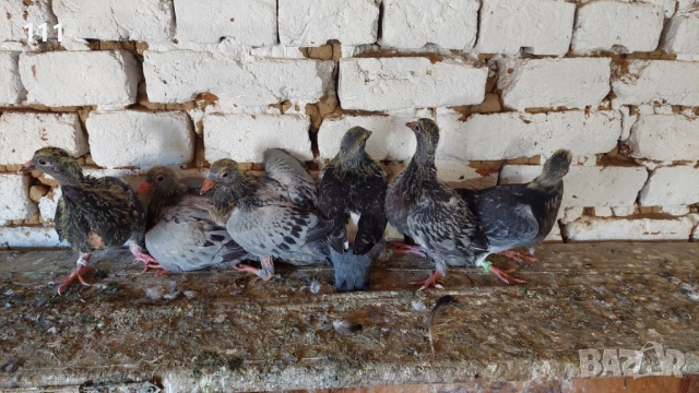 Млади спортни Гълъби 