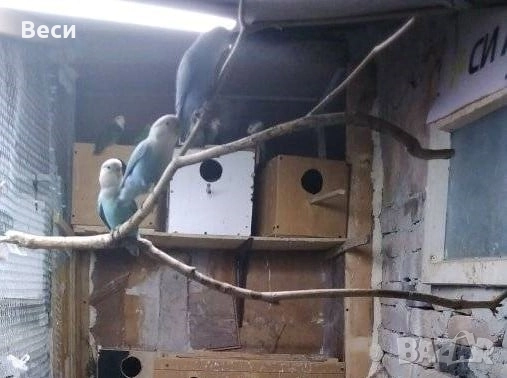 Ято неразделки, снимка 2 - Папагали - 52909602