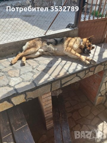 граничарско куче в Други в гр. Кърджали - ID42377778 — Bazar.bg
