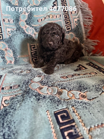 Той пудел момче , снимка 5 - Пудели - 53668540