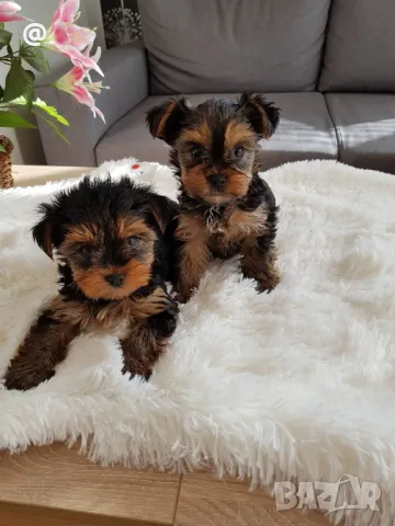 Йоркширски териер йорки Гр. София, снимка 3 - Йоркширски териер - 49507514