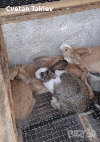 Холандски зайци, зайци Веселина и кръстоска, снимка 13 - Други - 30876894