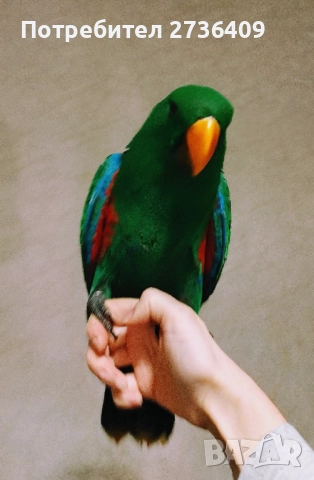 Папагал еклектус 