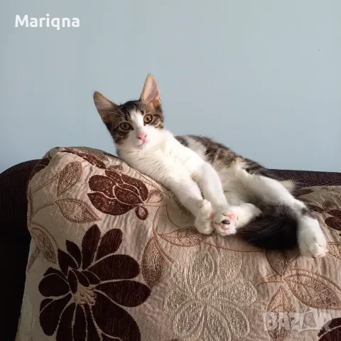 Подарявам мъжко котенце, снимка 4 - Други - 55825234