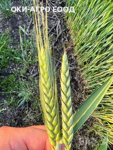 Фуражи / Зърна - Пакетирано / Насипно - Големи и малки количества, снимка 3 - Други стоки за животни - 50679841