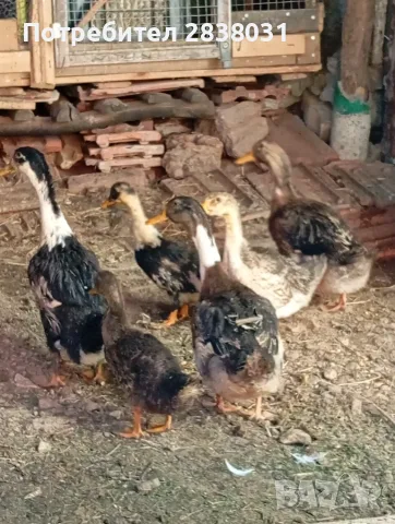 Патета юрдечки.., снимка 4 - Патици и гъски - 56339441
