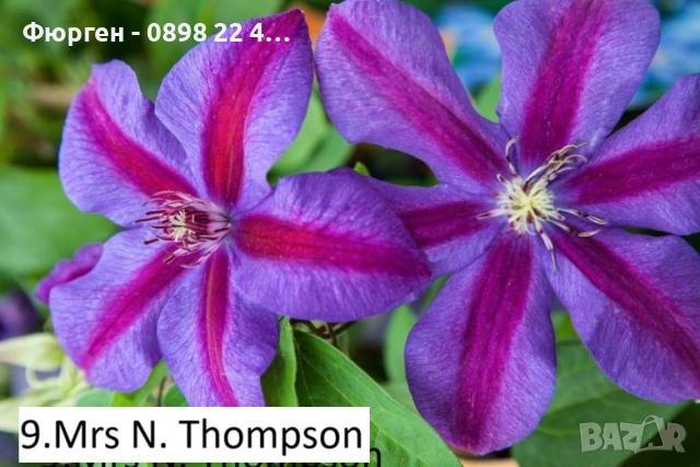 Клематис налични 33 вида, снимка 9 - Разсади - 48740865