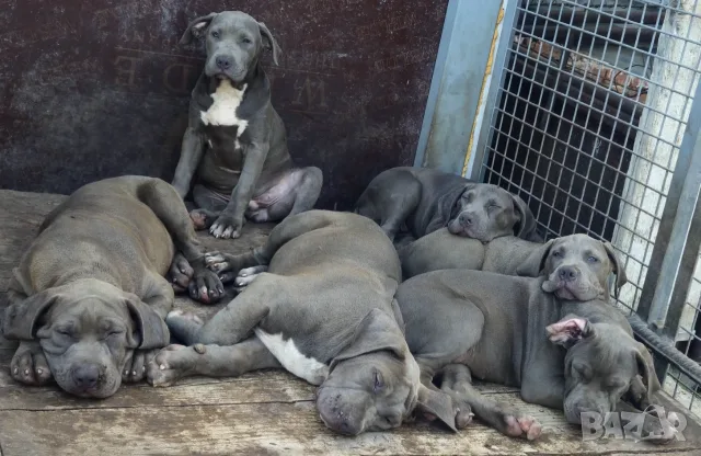 ТОП ЦЕНА!!!Американско були Хл American Bully Xl , снимка 4 - Други - 56049296