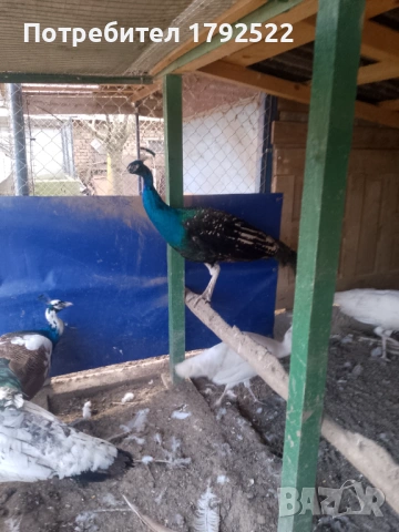 Бели и чернокрили пауни , снимка 2 - други­ - 53650752