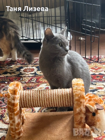 Подарявам котенца, снимка 8 - Руска синя котка - 52462285