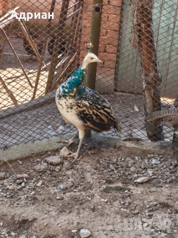 Пауни, снимка 10 - други­ - 53843400