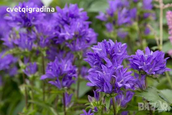 Campanula glomerata Blue (Кампанула гломерата Синя)