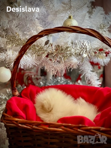 Мини померан , снимка 4 - Померан - 52874570