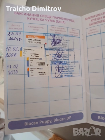 Померан Шпиц на 3 месеца, снимка 7 - Померан - 53705259