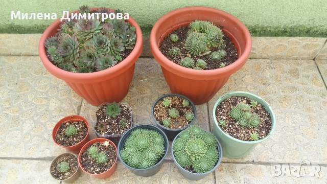 Семпервивум - дебелец различни сортове 