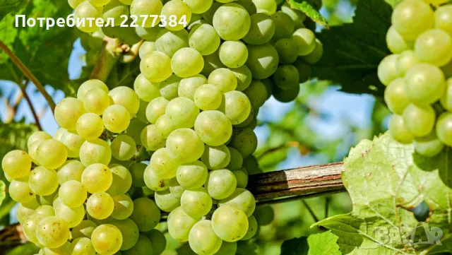 Продавам грозде за вино
