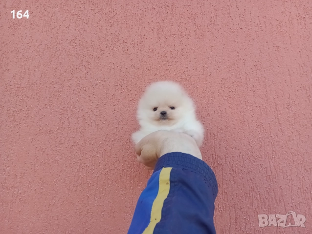 Женски миниатюрни мини Померани. Реални снимки!, снимка 6 - Померан - 52688511