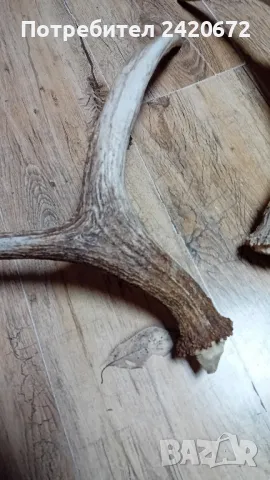 еленови  рога, снимка 5 - Декорация за дома - 48944247