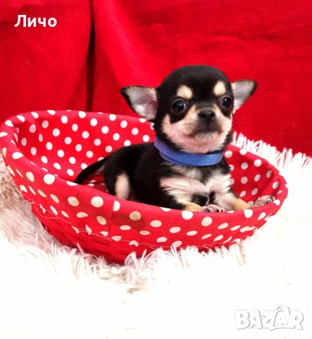 продавам чихуахуа , снимка 6 - Чихуахуа - 53692945