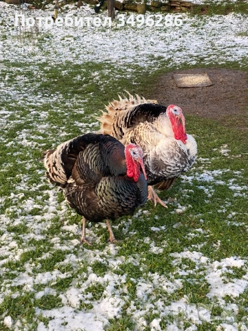 Продавам Пуяк и Пуйка, снимка 5 - Кокошки и пуйки - 53636945