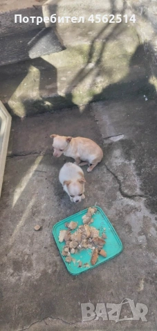 Продавам пинчери на 3 месеца и половина, снимка 4 - Пинчер - 53394214