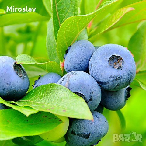 Боровинка (Синьо Злато)/Vaccinium Blue gold, снимка 10 - Градински цветя и растения - 39933087