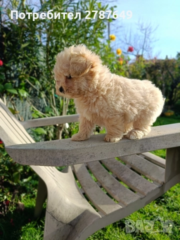Мини малтипу, снимка 8 - Пудели - 52635015