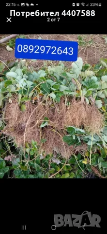 Разсад ягоди и малини , снимка 13 - Разсади - 49438431