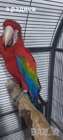 Бебета ара руби на 5 месеца, снимка 5 - Папагали - 51136732