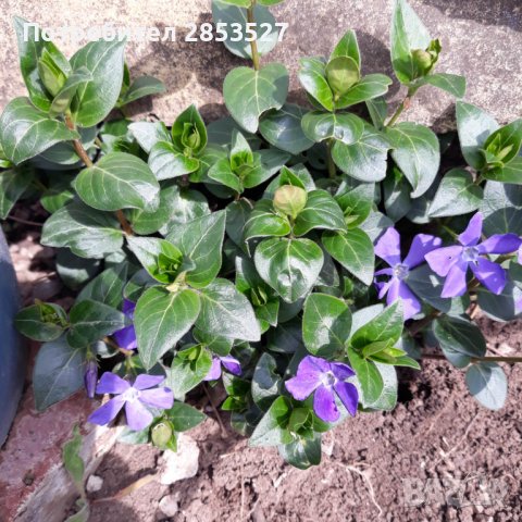 Цветя и растения за градината - ХИТ цени - Онлайн — Bazar.bg - Страница 4