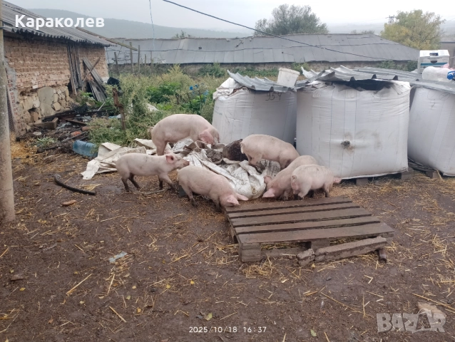 Прасета за угояване и банкети