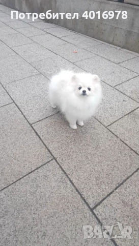 Померан Момче с Родословие , снимка 2 - Померан - 53691852