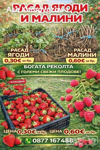 разсад ягоди и малини