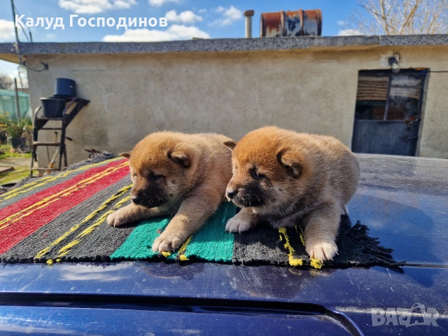 Продавам кученца Шиба Ину, снимка 12 - Шиба ину - 53659658