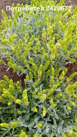 разсад  мурсалски  чай, снимка 1