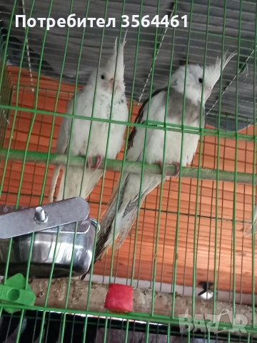 Корели-чифт: белолики "Албино" продавам , снимка 3 - Папагали - 52410976