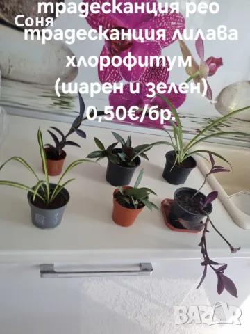 Хлорофитум, традесканции и др.