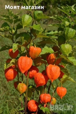 Физалис - physalis, снимка 4 - Градински цветя и растения - 53650459