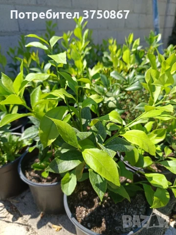 🌿🍋 Лимон – сорт с история над 100 
години, снимка 4 - Градински цветя и растения - 51028053